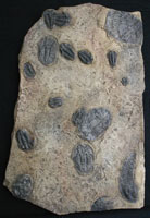 Trilobite Plate - China